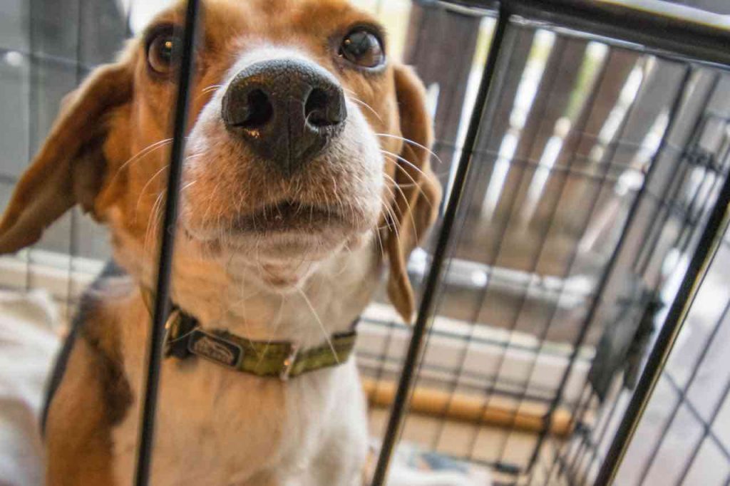 The Ultimate Guide to Dog Crate Training