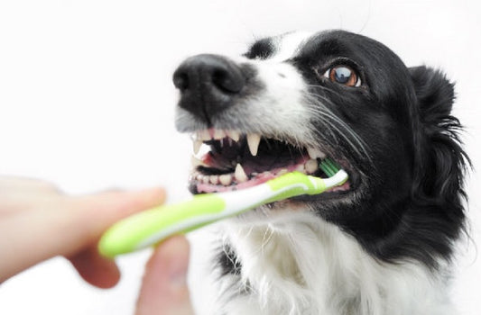 How To Brush Dog’s Teeth For Your First Time? (Everything You Need To Know)