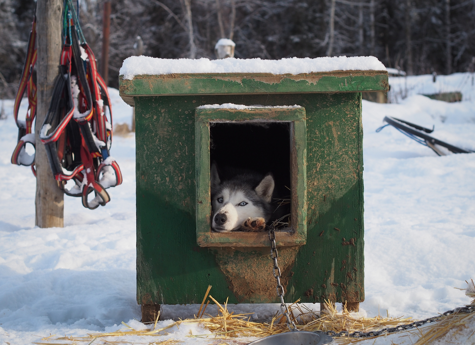 How To Buy The Best Dog House Door For Winter