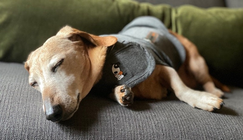 How to Make a Thundershirt for Your Dog Even for the First Time?